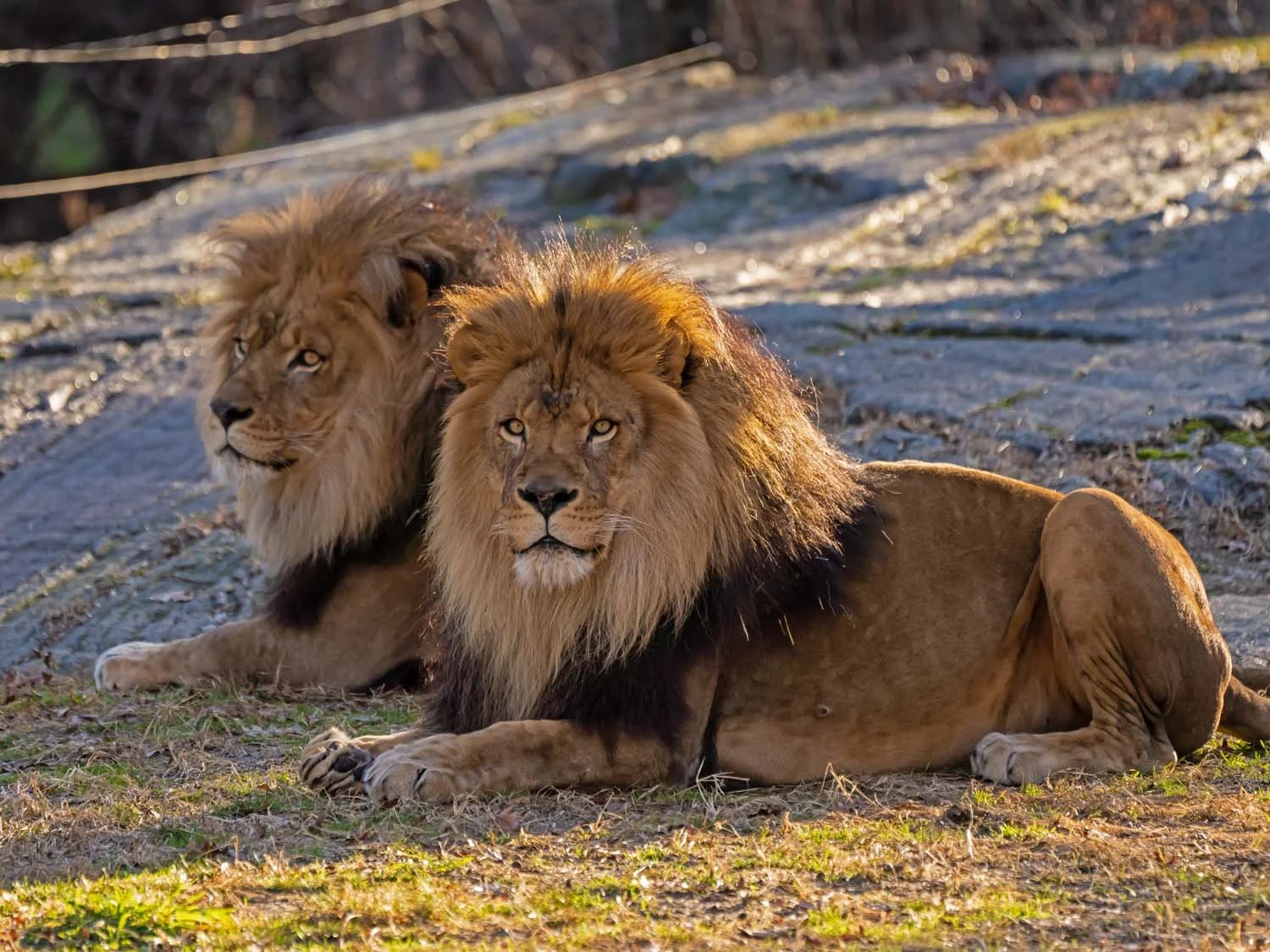 At the Zoo — Susan Kirby